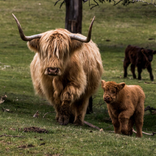 Tarraleah Lodge | Scottish Highland Cow at Tarraleah Lodge